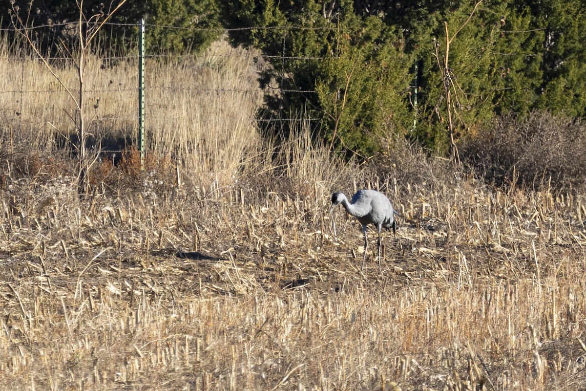 Common Crane - ML645861655