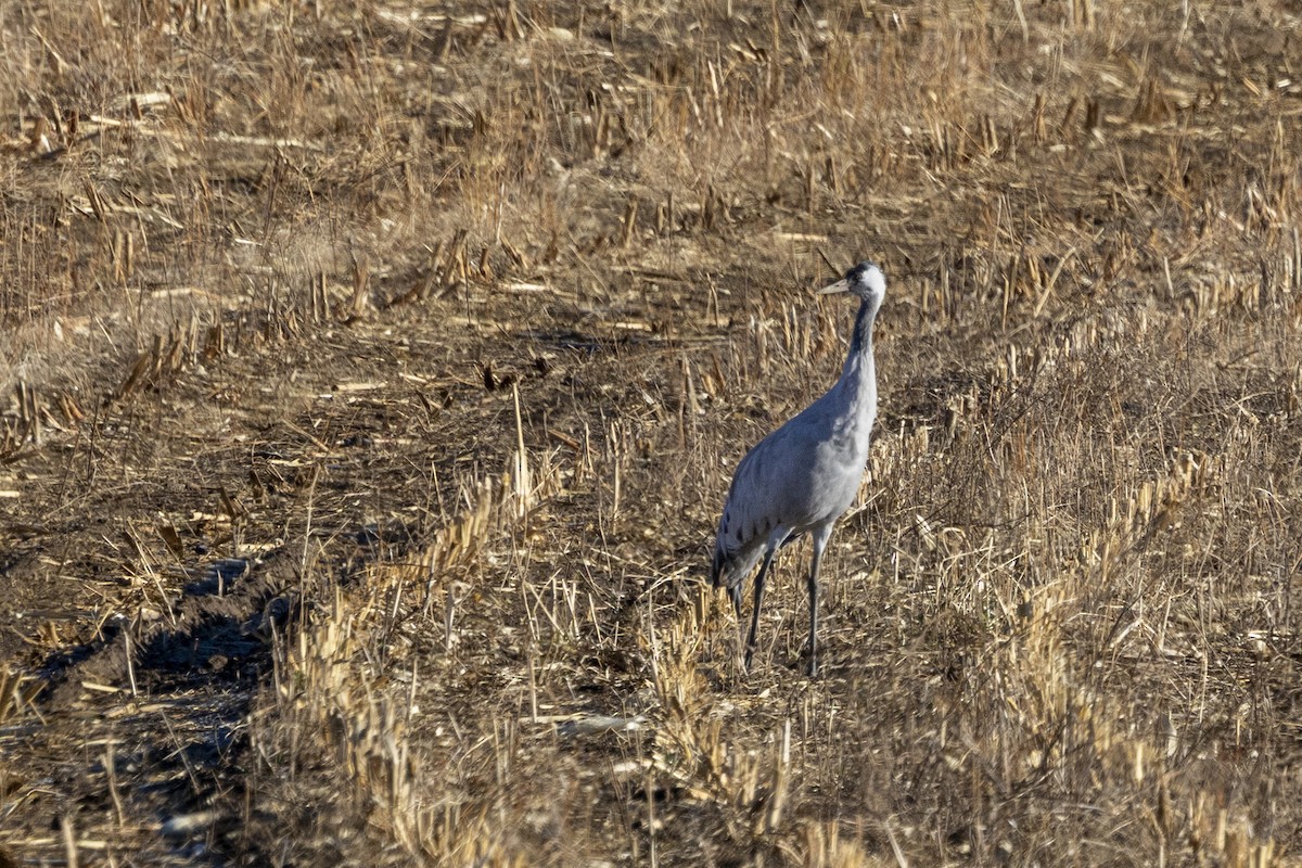 Common Crane - ML645861656