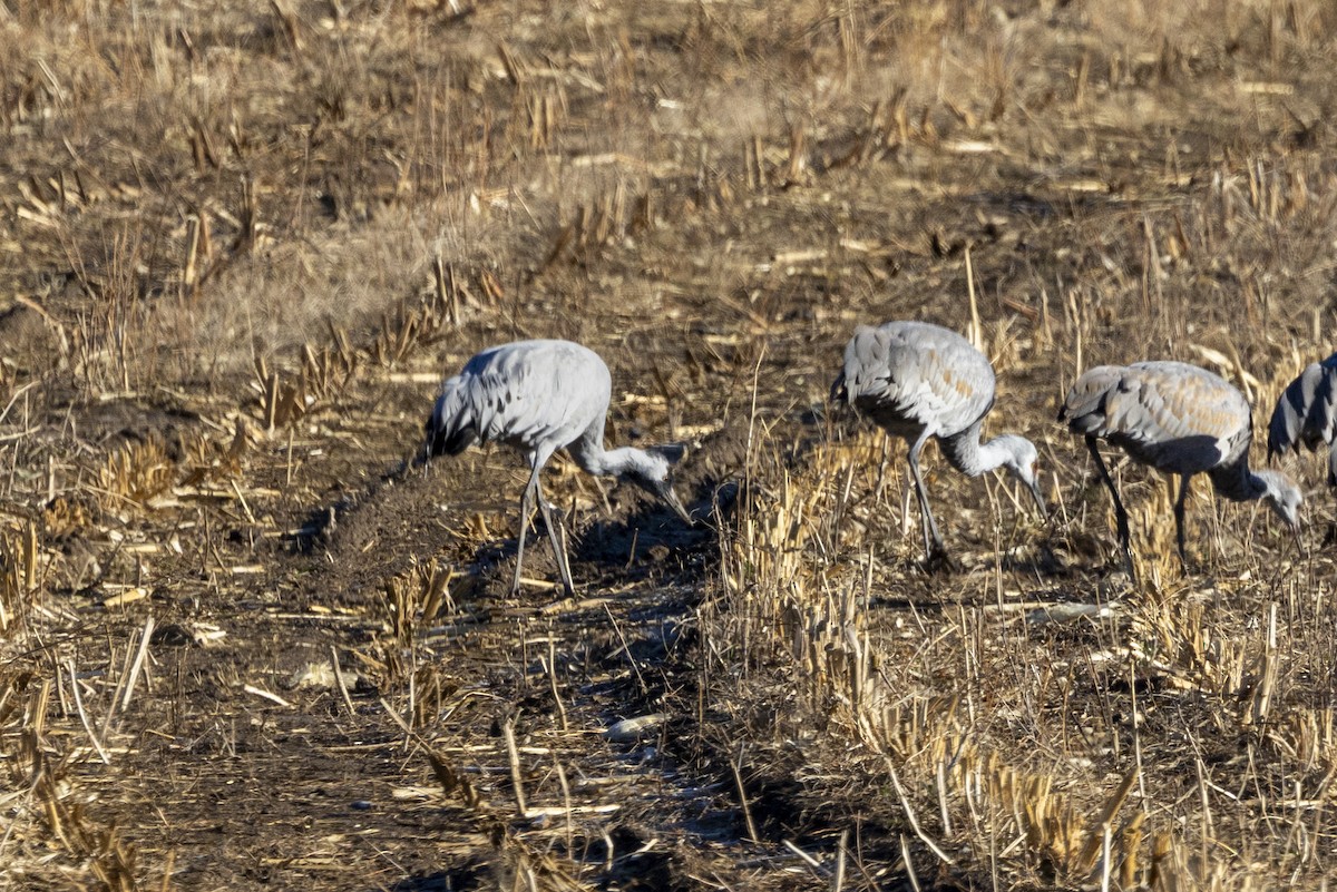 Common Crane - ML645861657