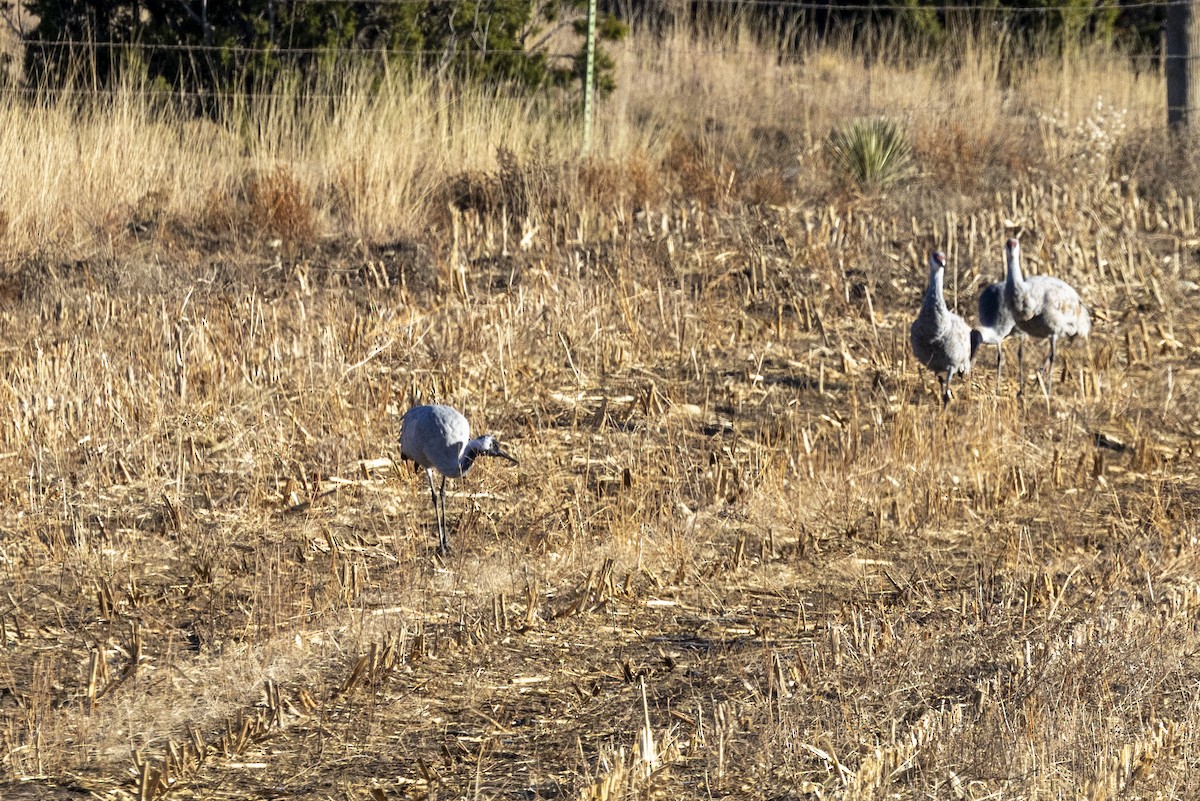 Common Crane - ML645861658