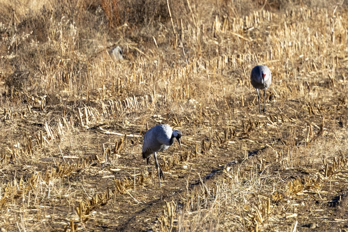 Common Crane - ML645861659