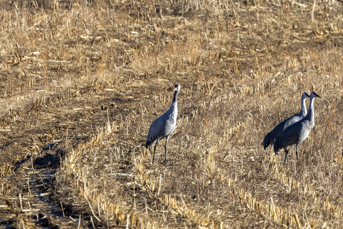 Common Crane - ML645861660