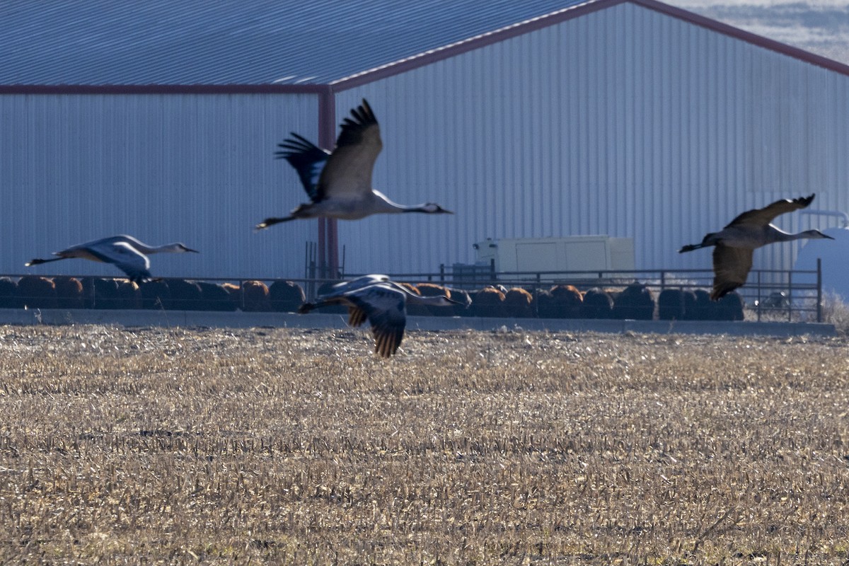 Common Crane - ML645861661
