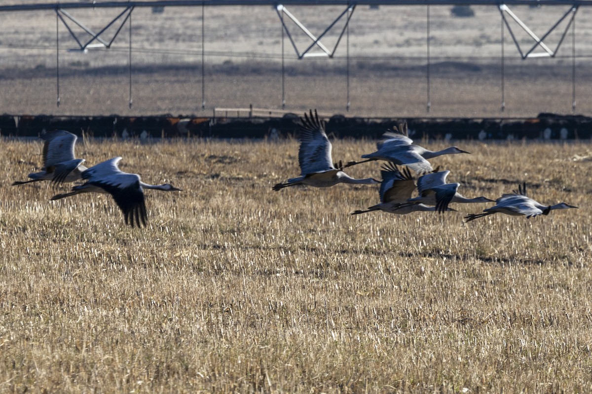 Common Crane - ML645861662