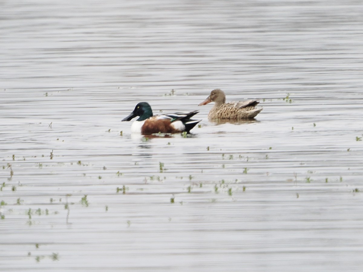 Northern Shoveler - ML645861672