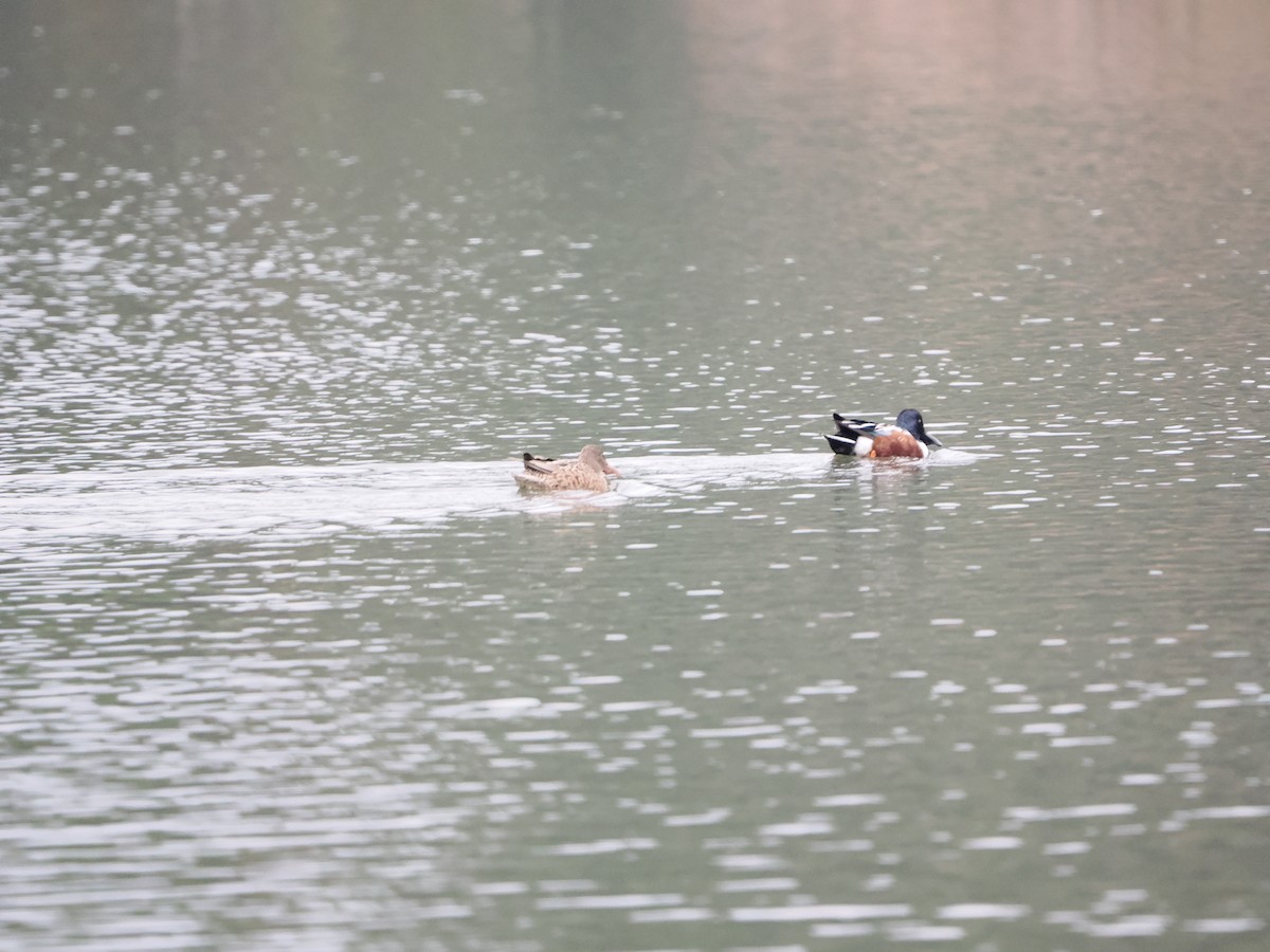 Northern Shoveler - ML645861673