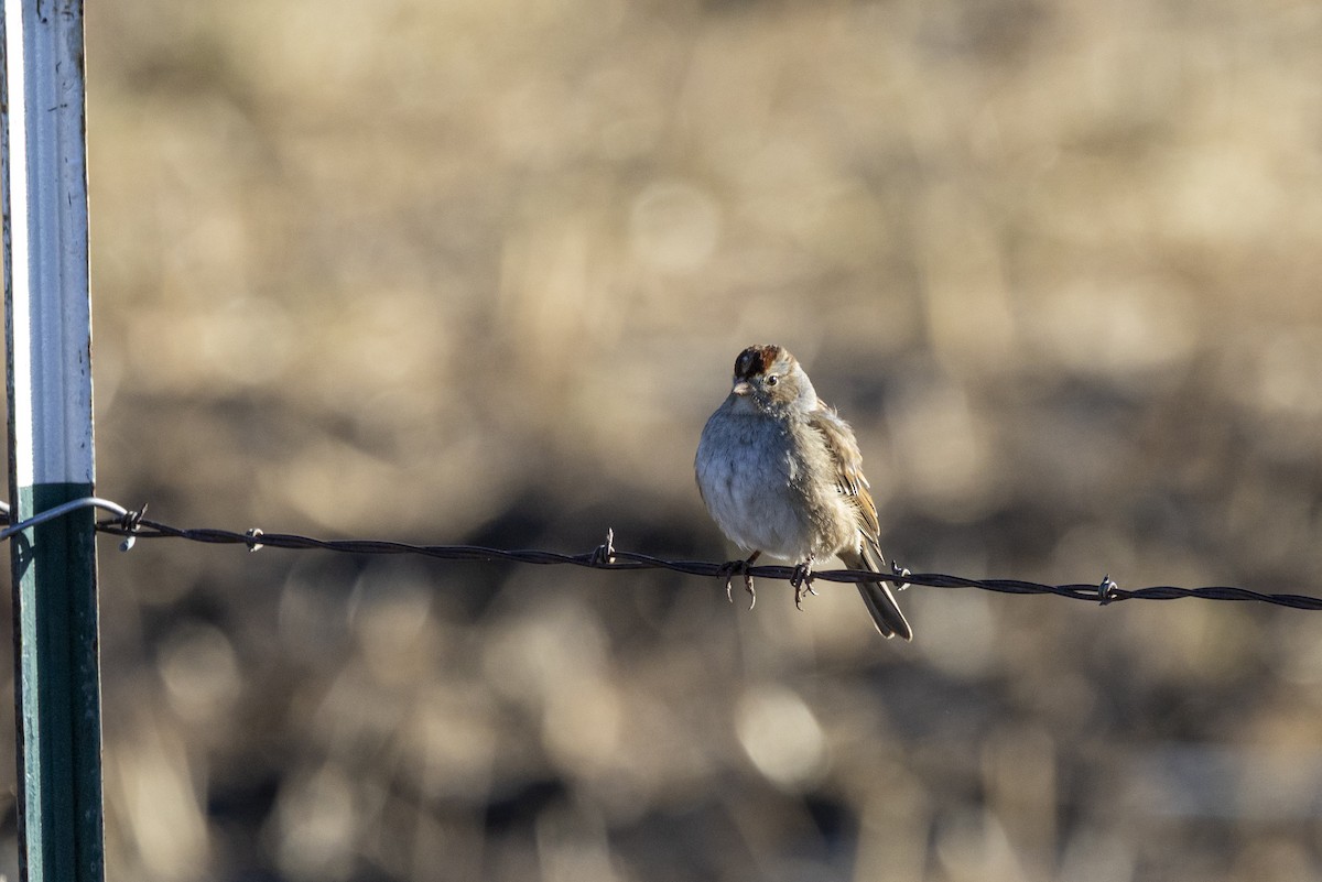 White-crowned Sparrow - ML645861677