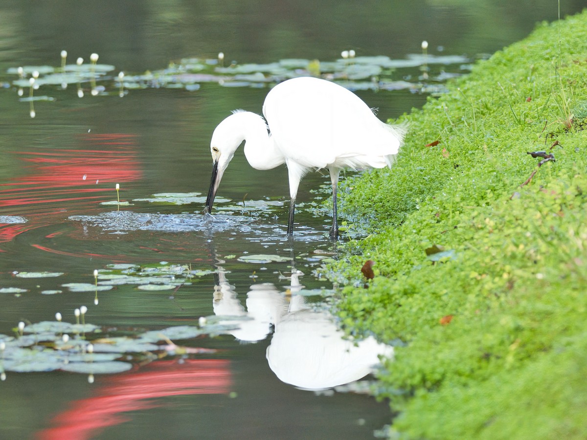 Aigrette garzette - ML645861699