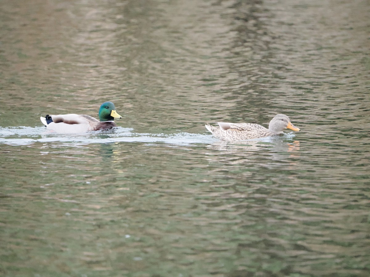 Mallard - ML645861706