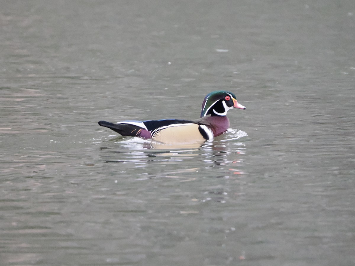 Wood Duck - ML645861707