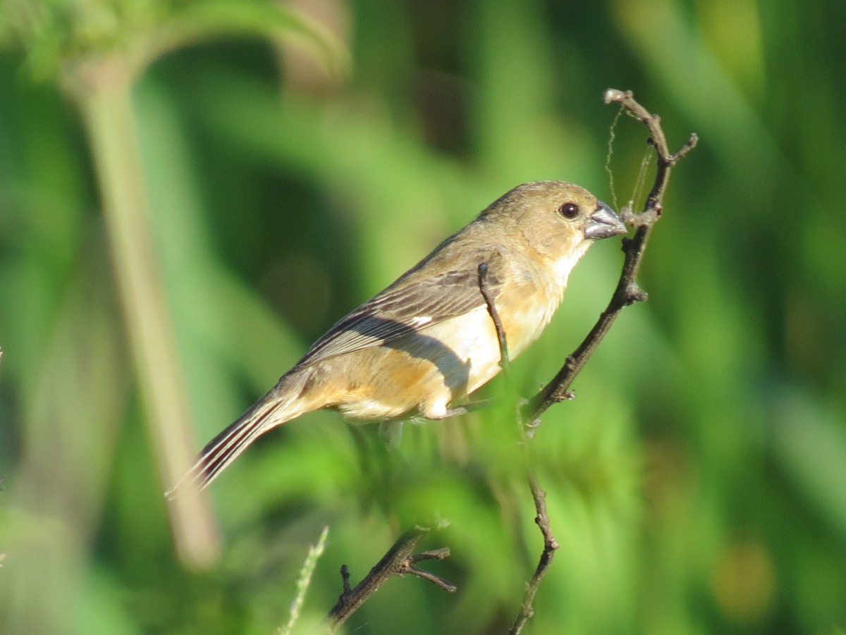 Rusty-collared Seedeater - ML645861710