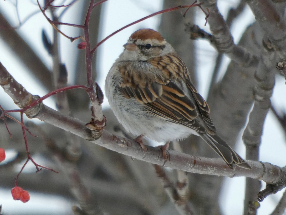 Chipping Sparrow - ML645861711