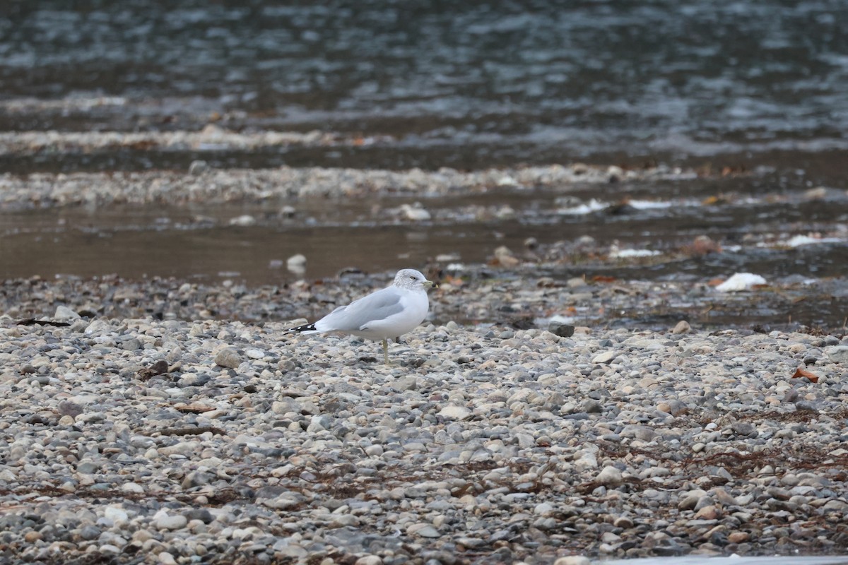 Ring-billed Gull - ML645861713