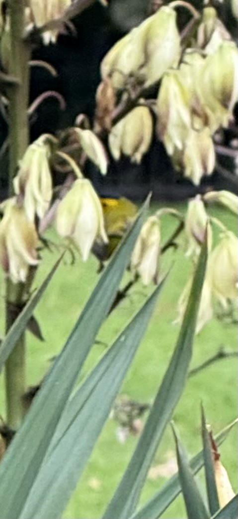 Wilson's Warbler - ML645861721