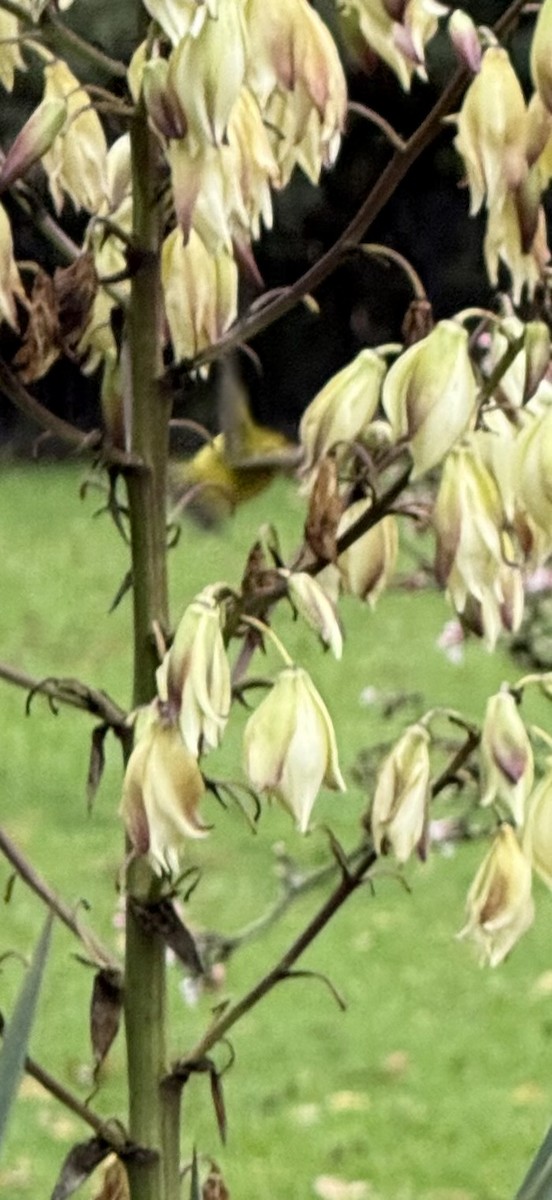 Wilson's Warbler - ML645861722