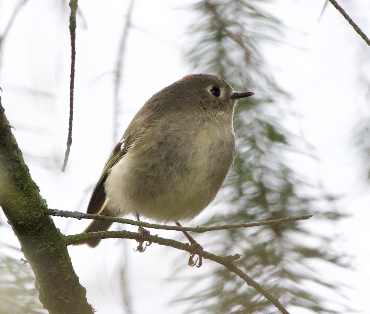 králíček americký - ML645861727