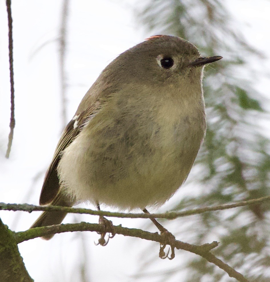 králíček americký - ML645861728