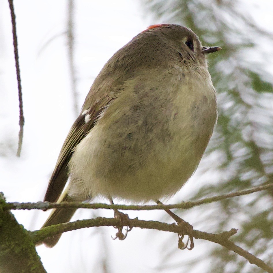 králíček americký - ML645861729