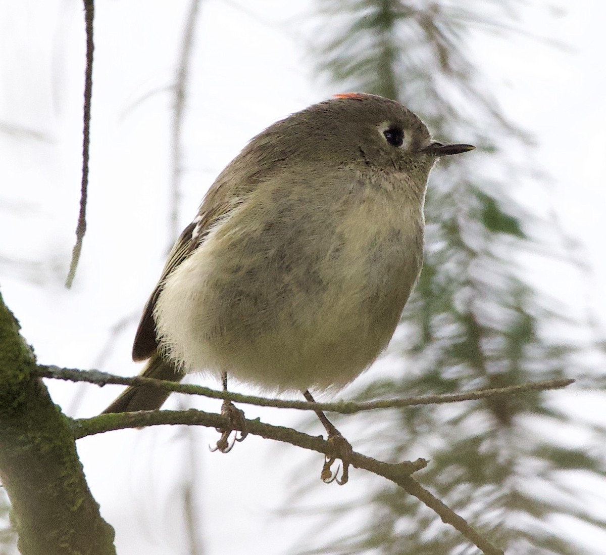 králíček americký - ML645861730