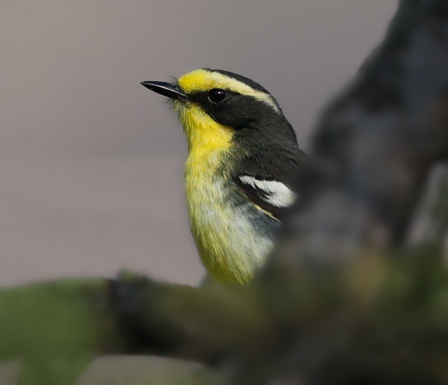 Tumbes Chat-Tyrant - ML645861733