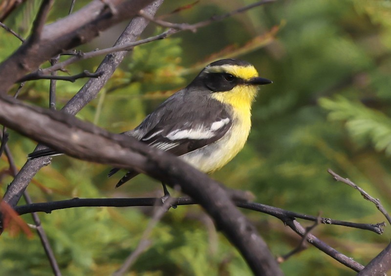 Tumbes Chat-Tyrant - ML645861734