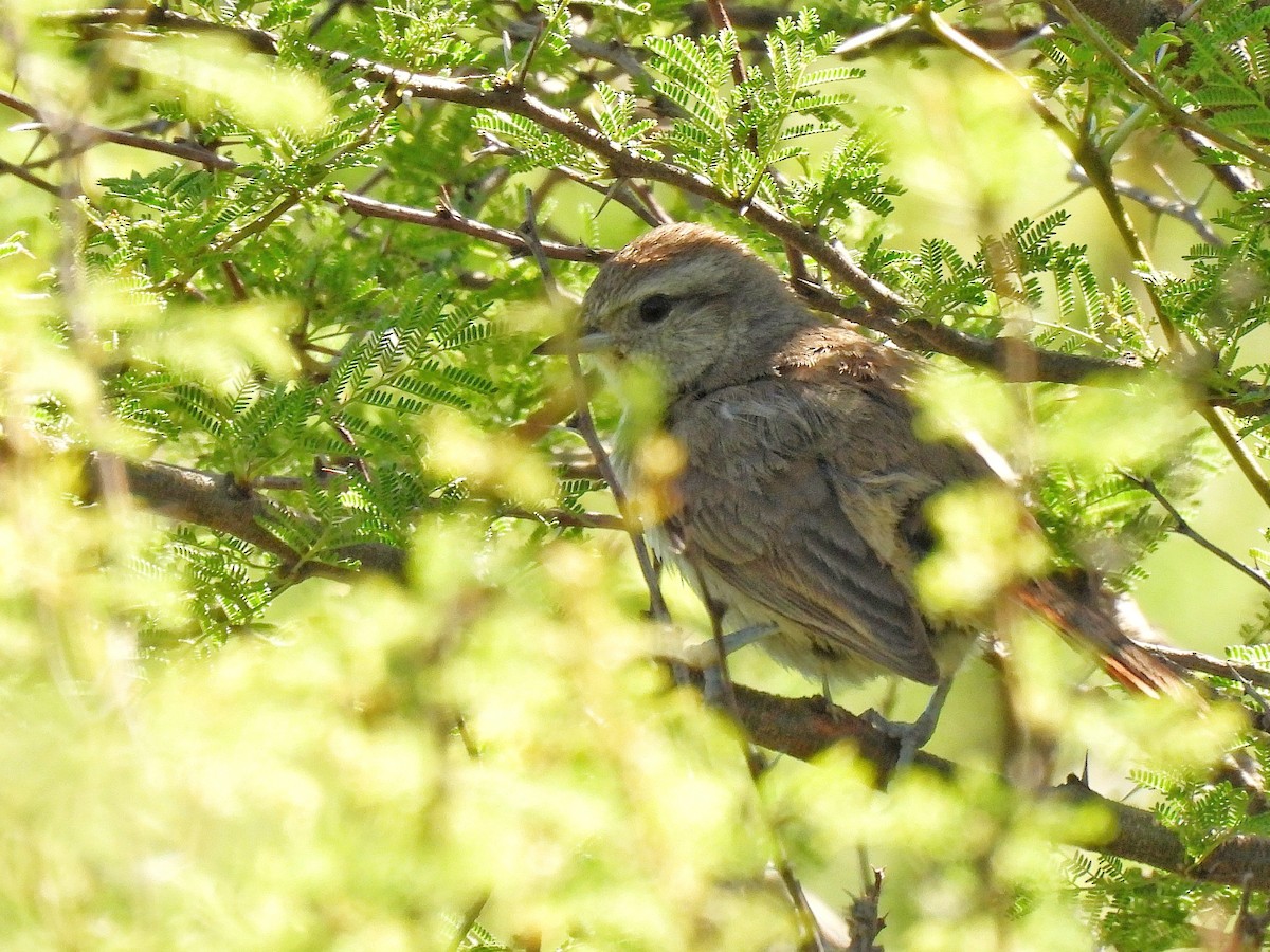 Short-billed Canastero - ML645861736