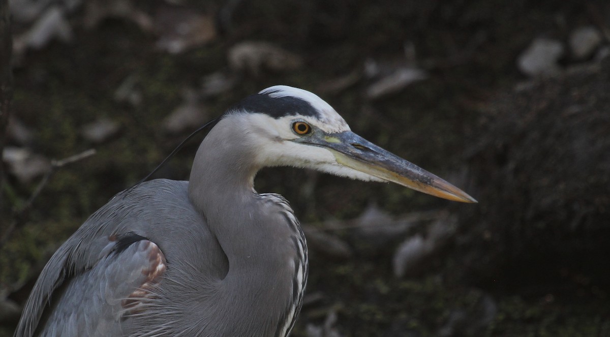 Great Blue Heron - ML645861737
