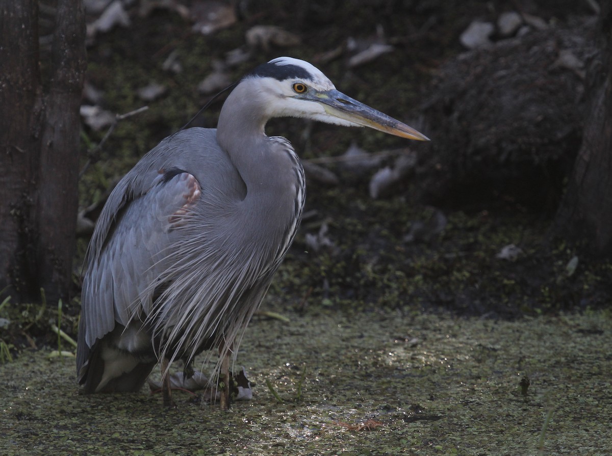 Great Blue Heron - ML645861738