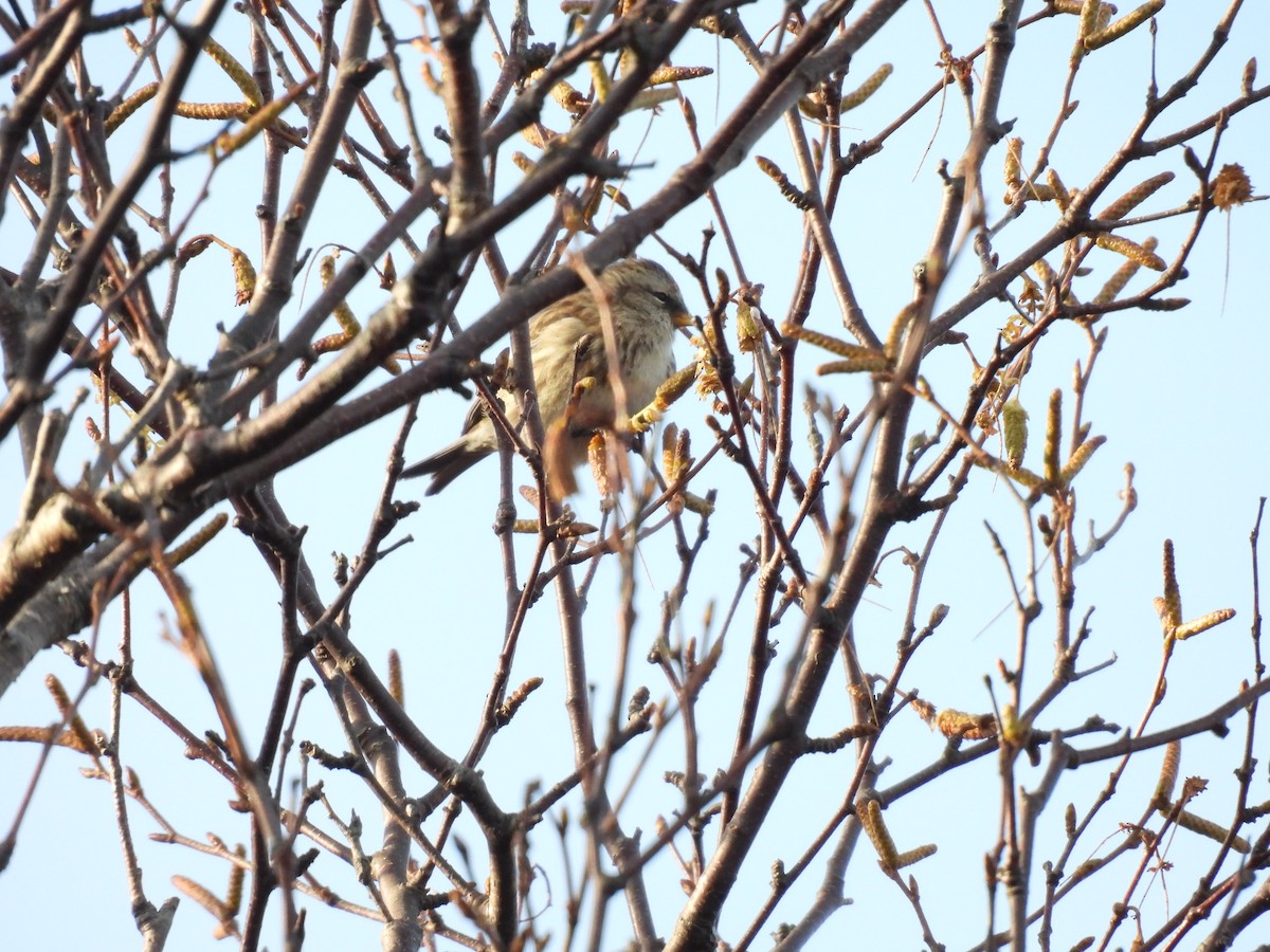 Organetto - ML645861745