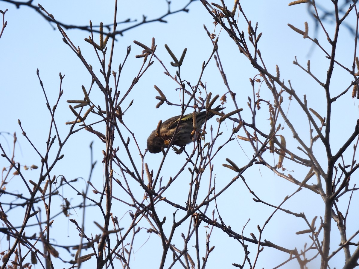 Pine Siskin - ML645861765