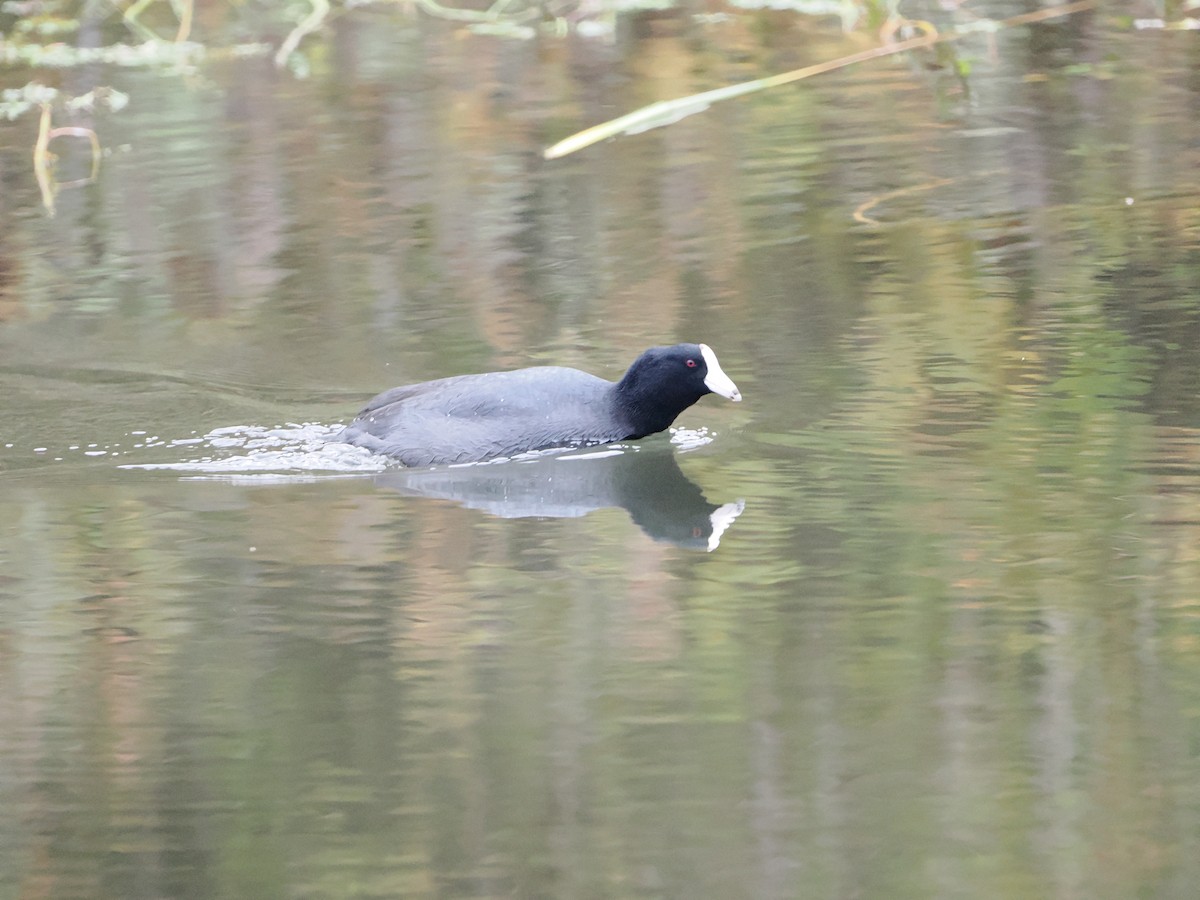 American Coot - ML645861769