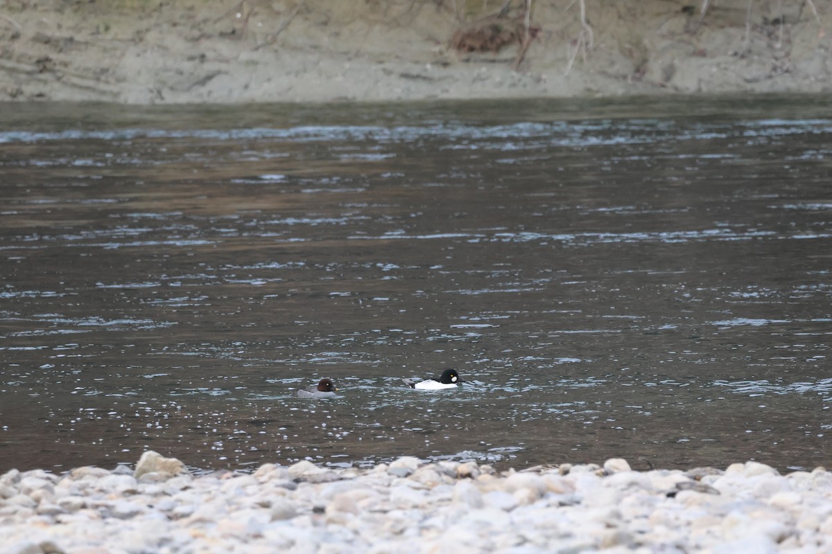 Common Goldeneye - ML645861772