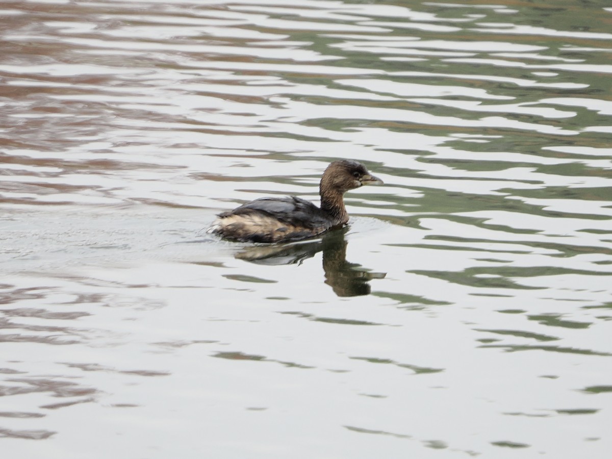 Pied-billed Grebe - ML645861788
