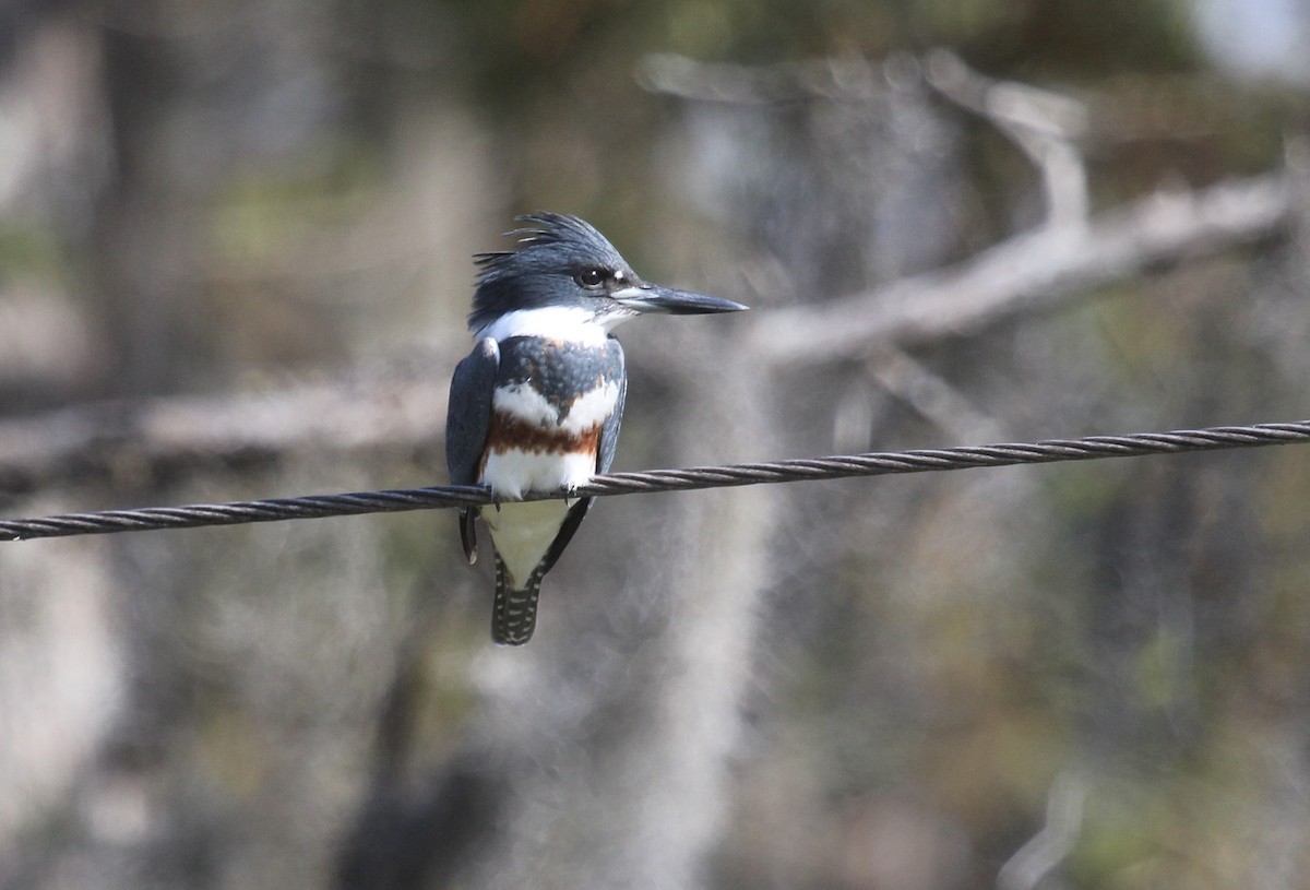 שלדג אמריקני - ML645861789