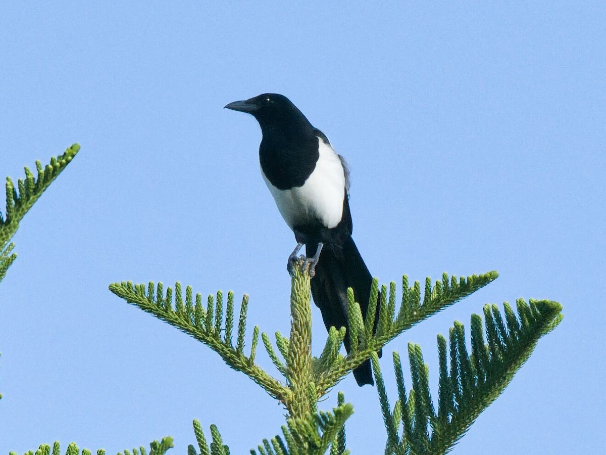 Orientelster - ML645861791