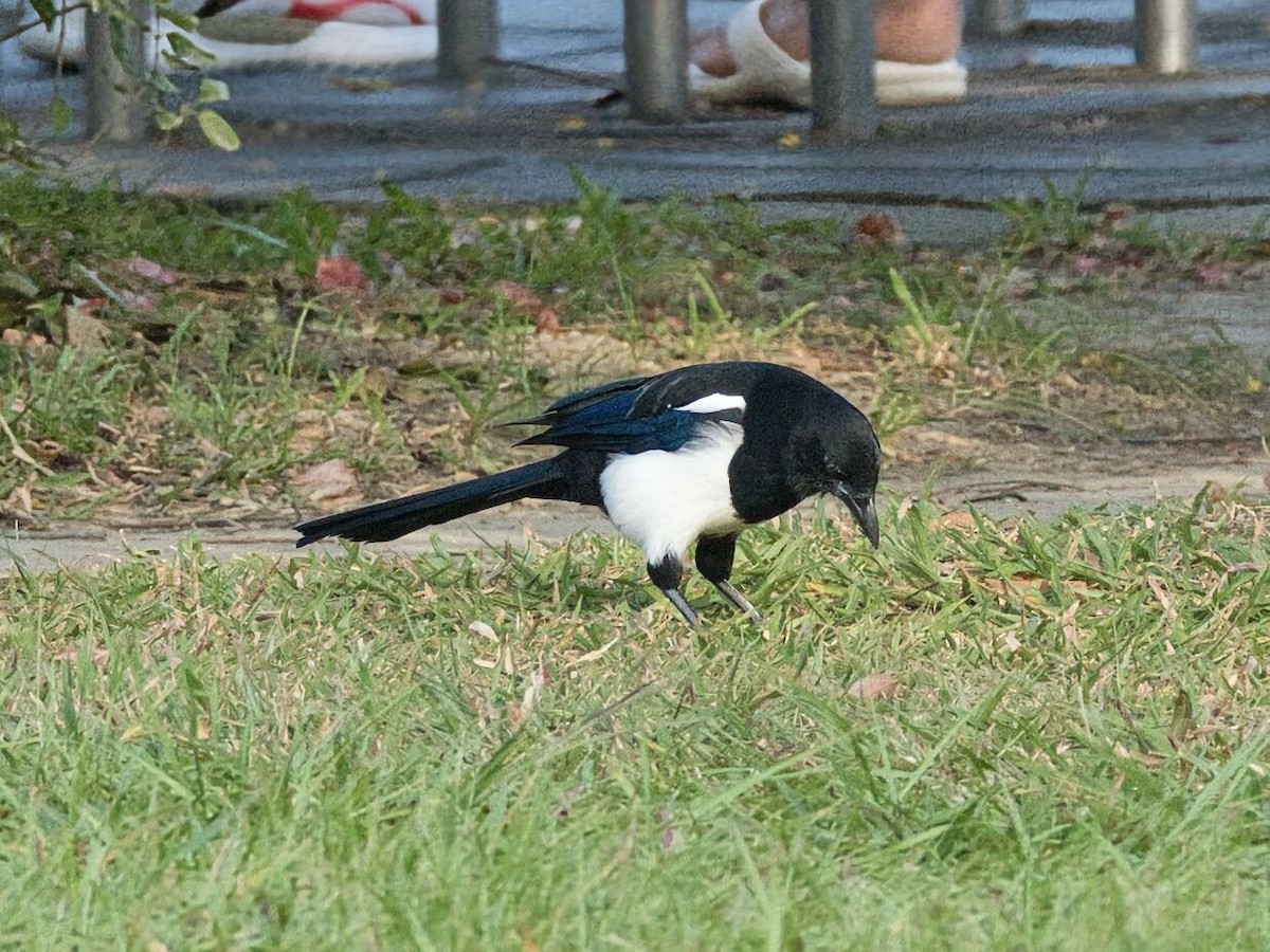 Orientelster - ML645861792