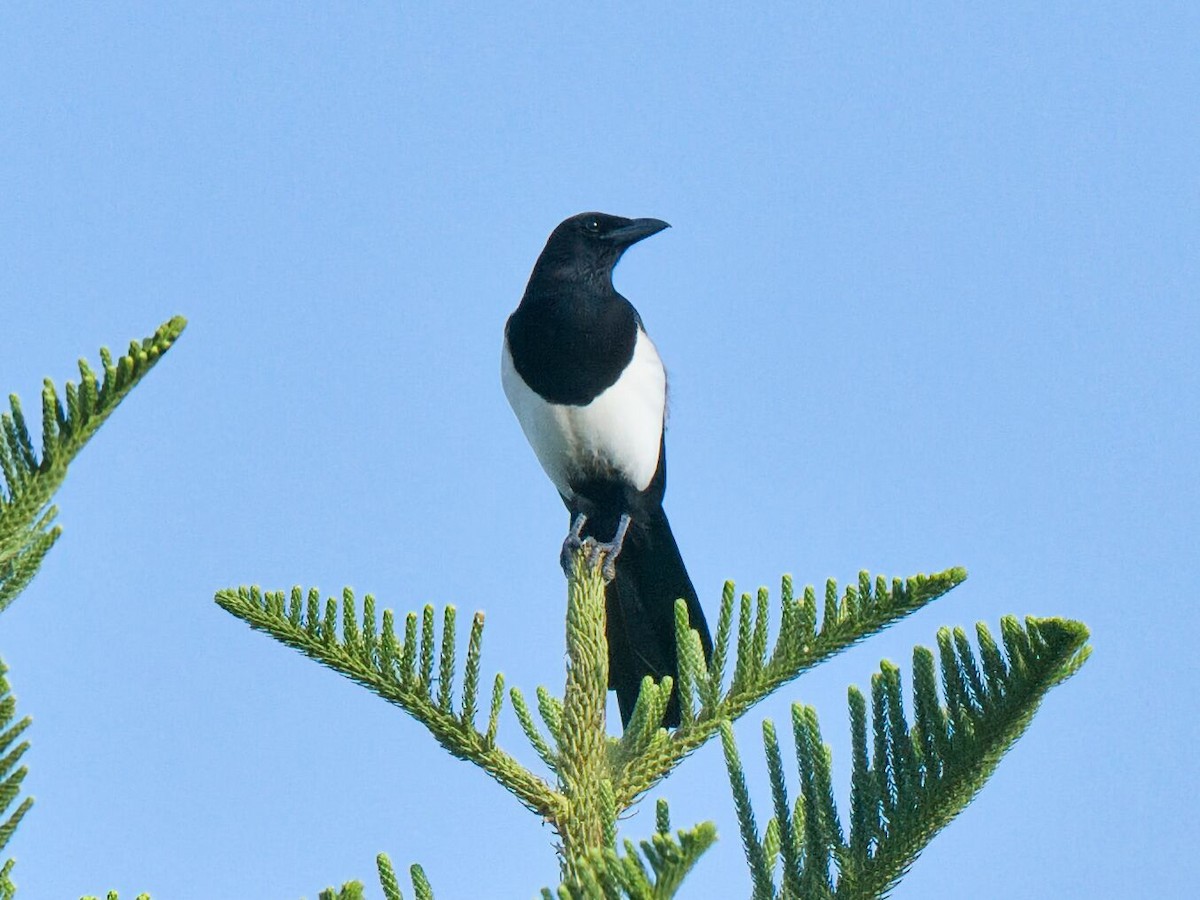 Orientelster - ML645861793