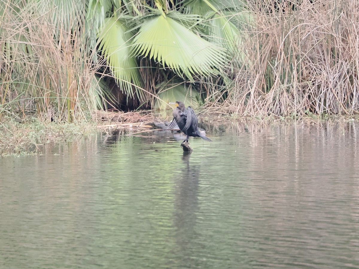 Double-crested Cormorant - ML645861800