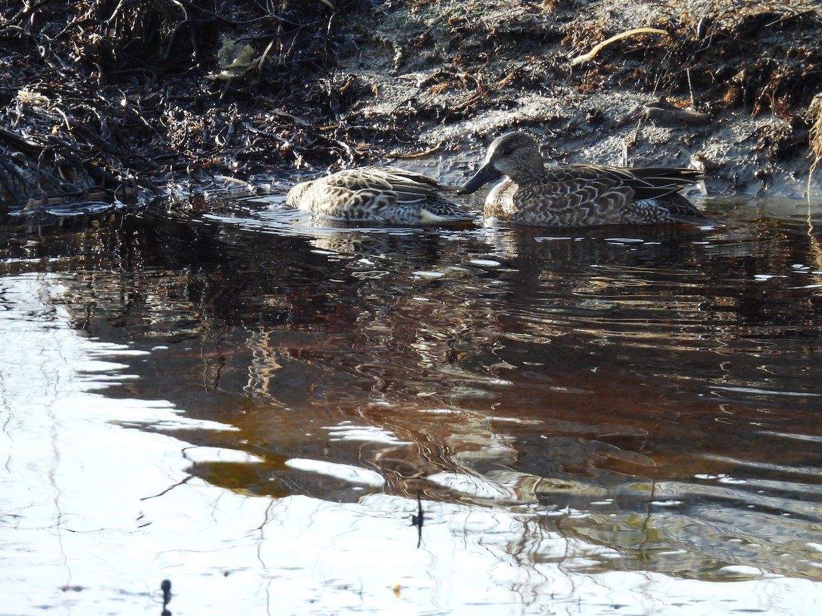 Marzaiola americana - ML645861801