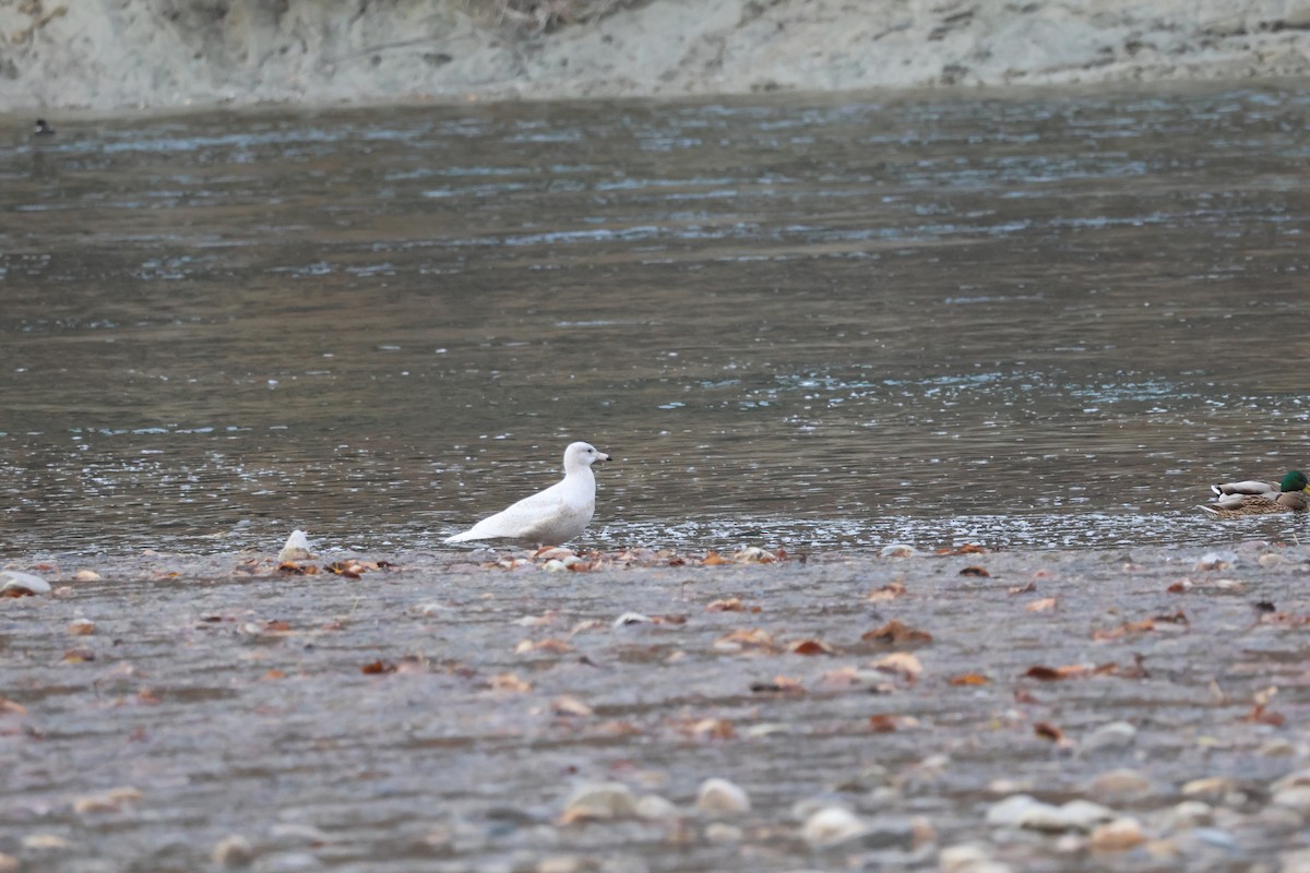 Gavión Hiperbóreo - ML645861805