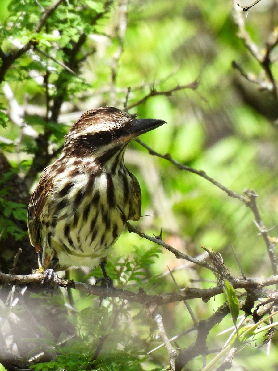 ブチタイランチョウ - ML645861806