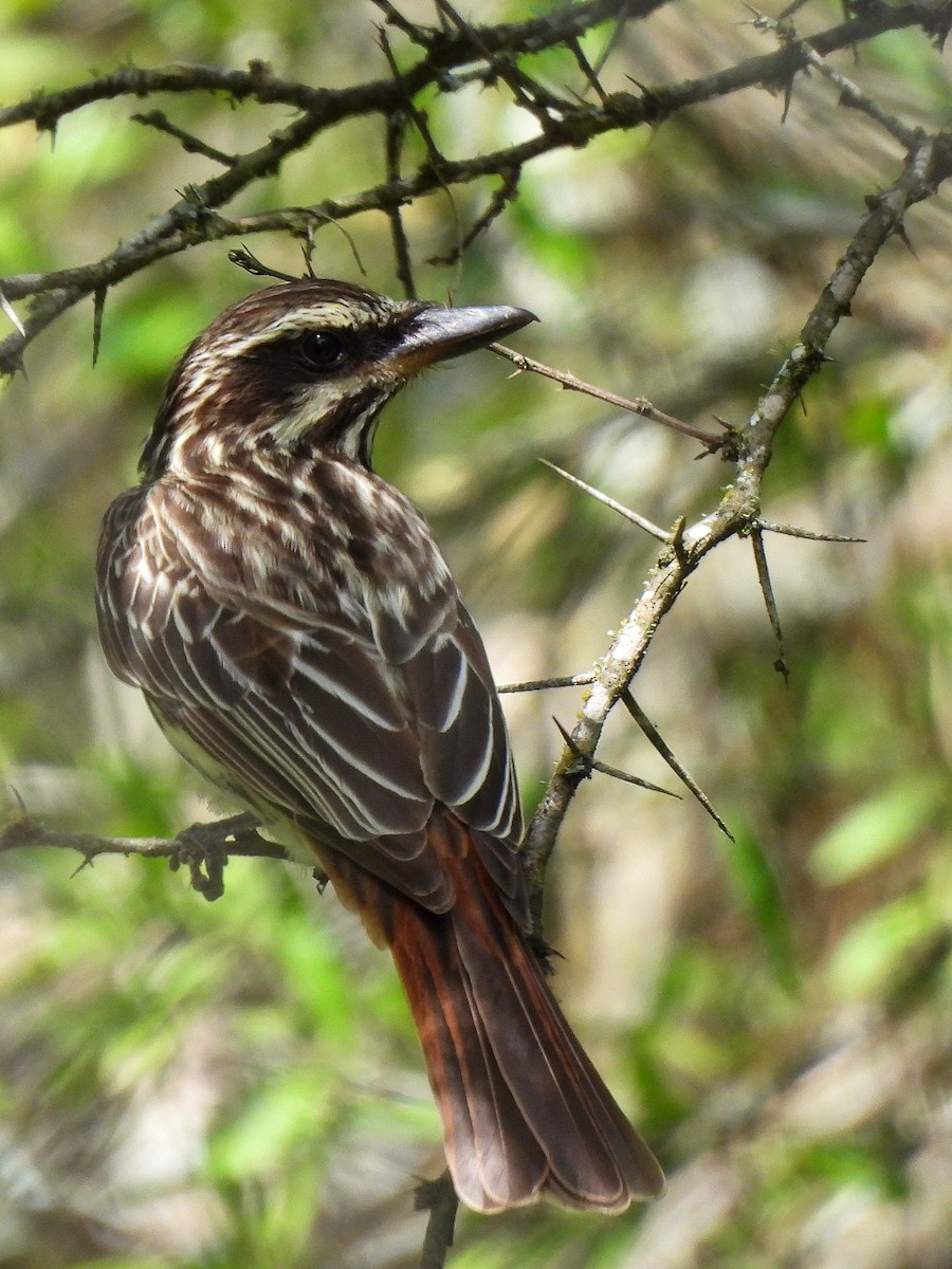 ブチタイランチョウ - ML645861807