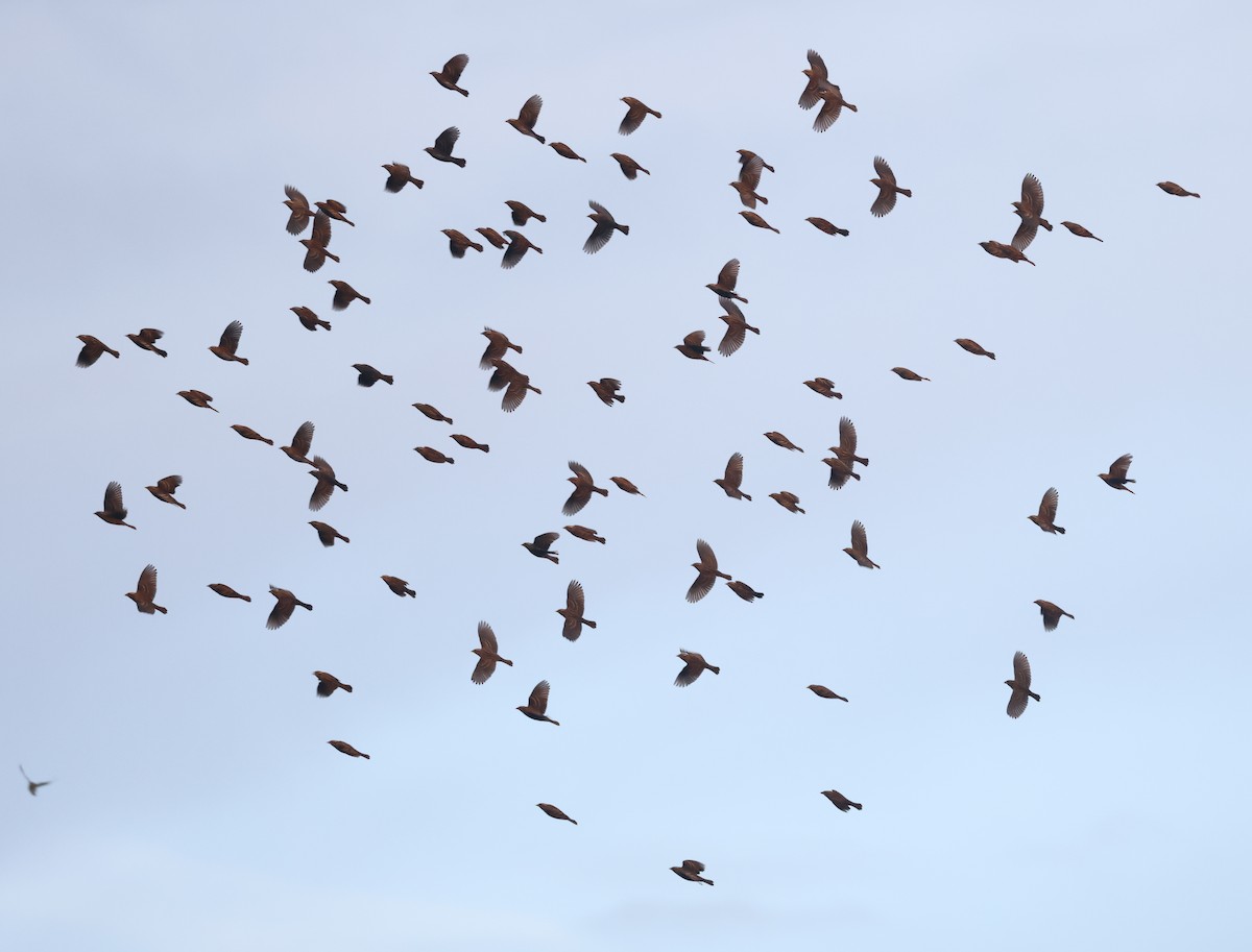 Красноплечий трупиал - ML645861808