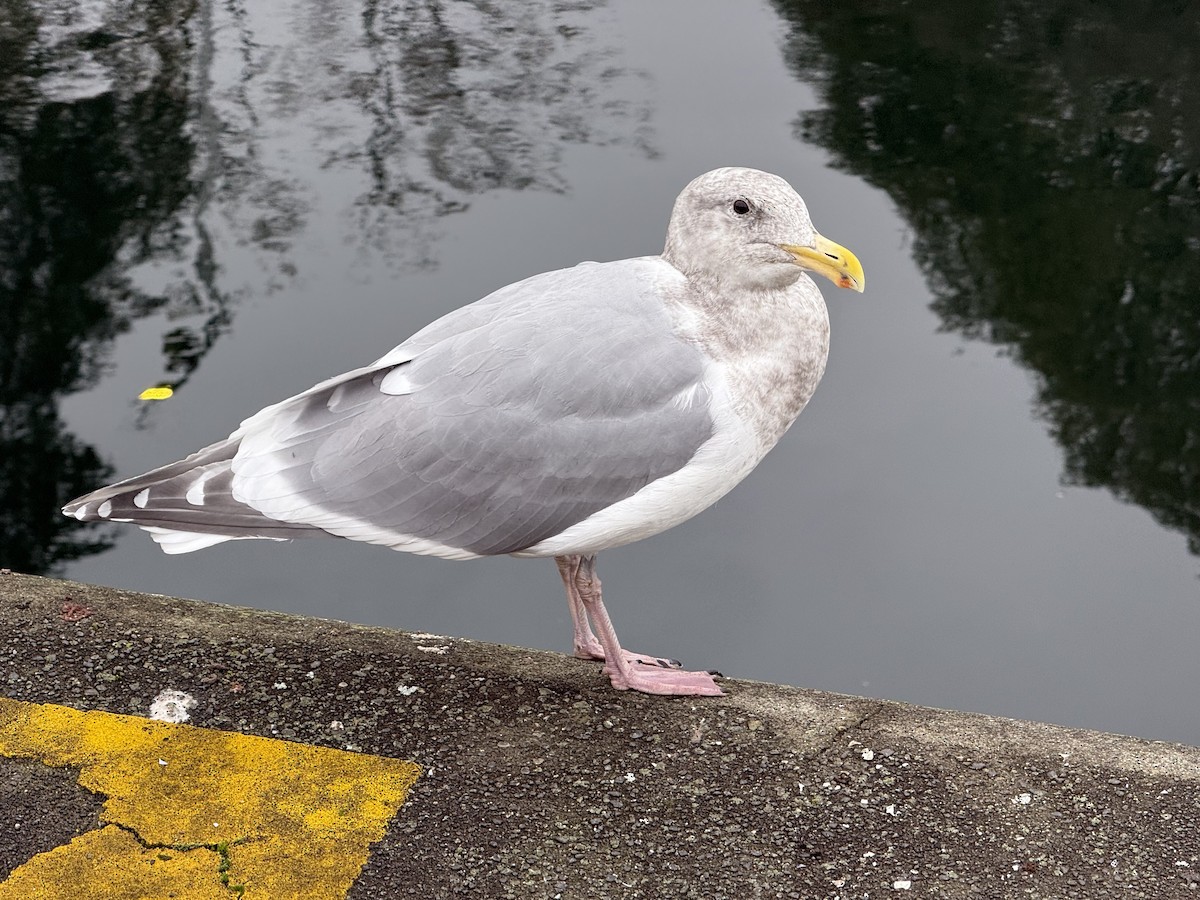Western x Glaucous-winged Gull (hybrid) - ML645861809