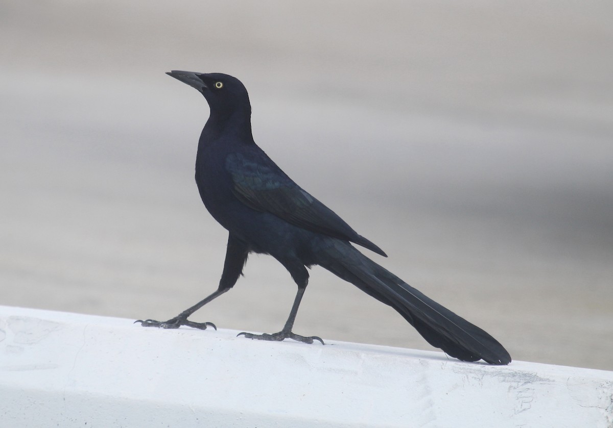 Great-tailed Grackle - ML645861810