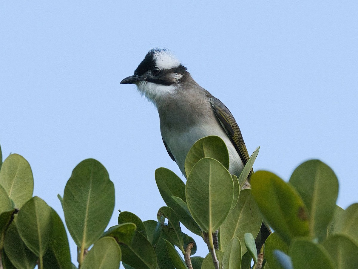 Light-vented Bulbul - ML645861831
