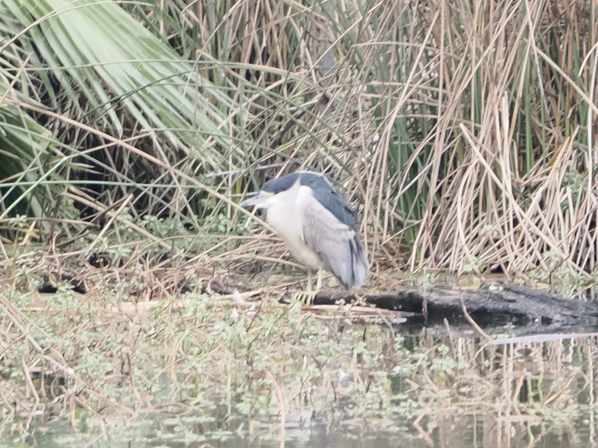 Black-crowned Night Heron - ML645861832
