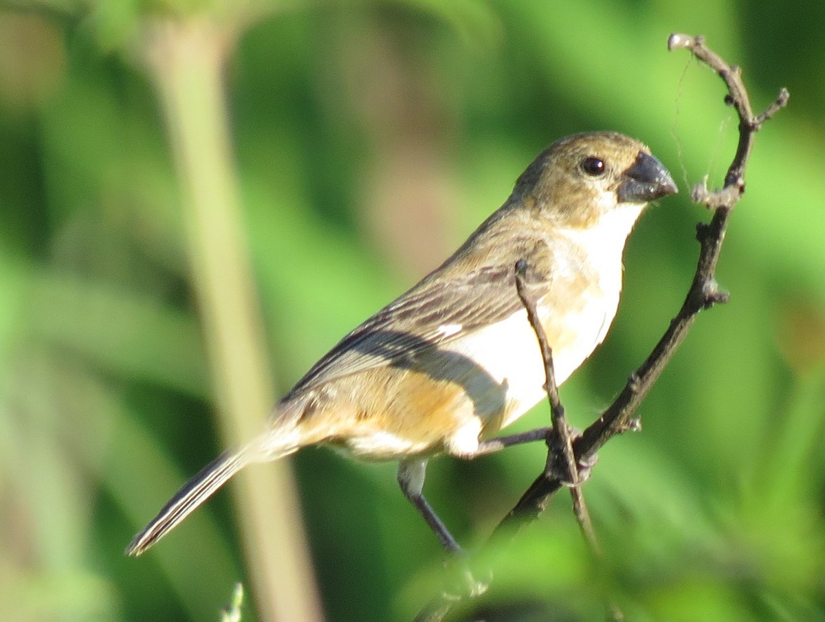 Rusty-collared Seedeater - ML645861834