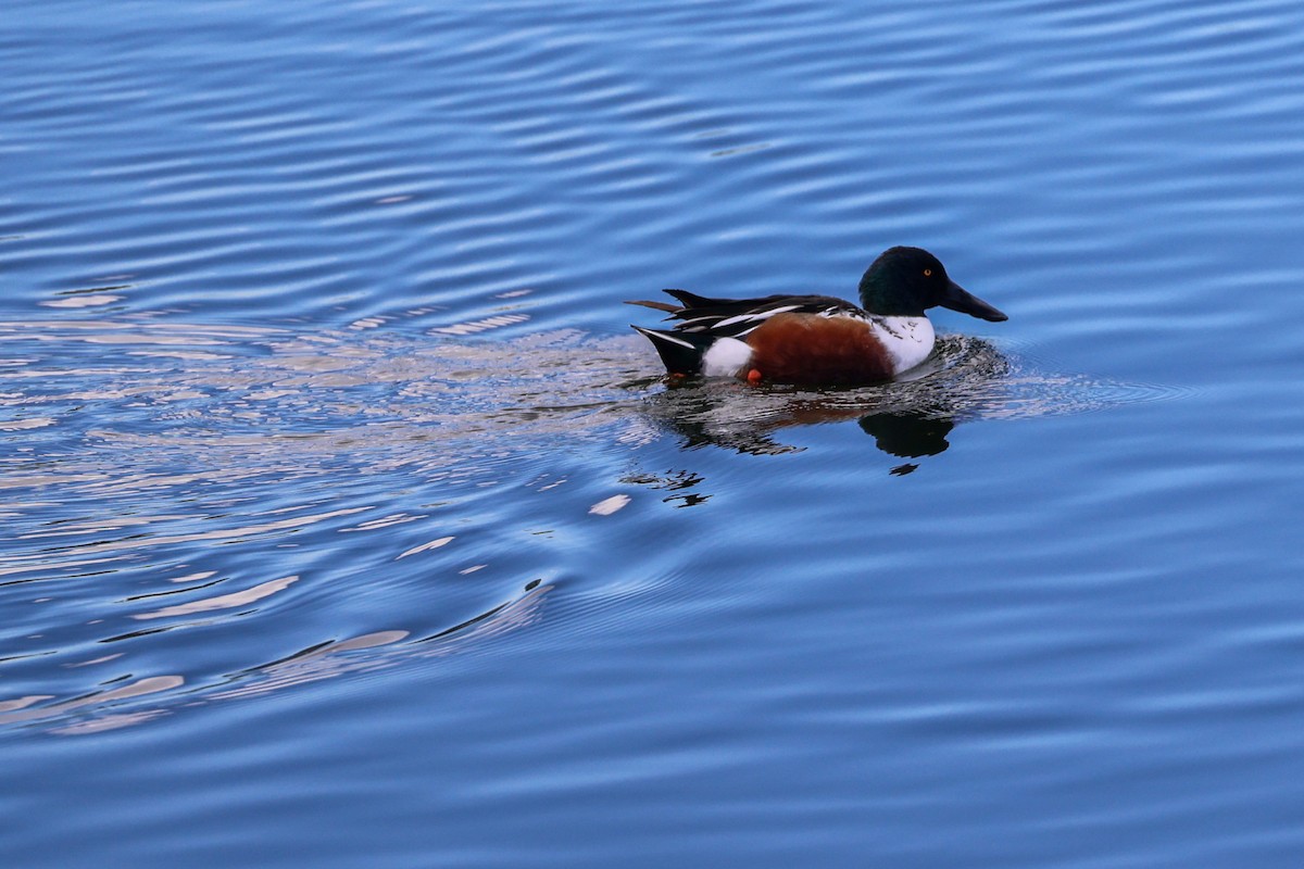 Northern Shoveler - ML645861835