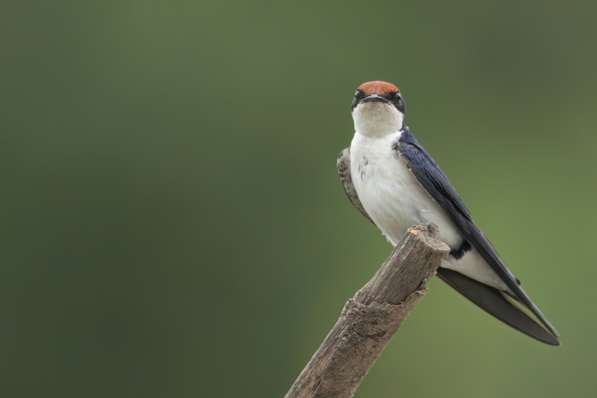Wire-tailed Swallow - ML645861836